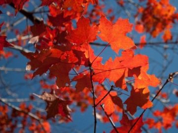 8 жовтня – яке сьогодні свято: прикмети дня