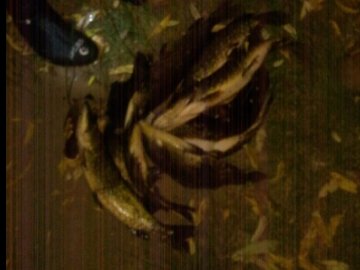 Спіймали двох волинян, які ловили рибу в заказнику