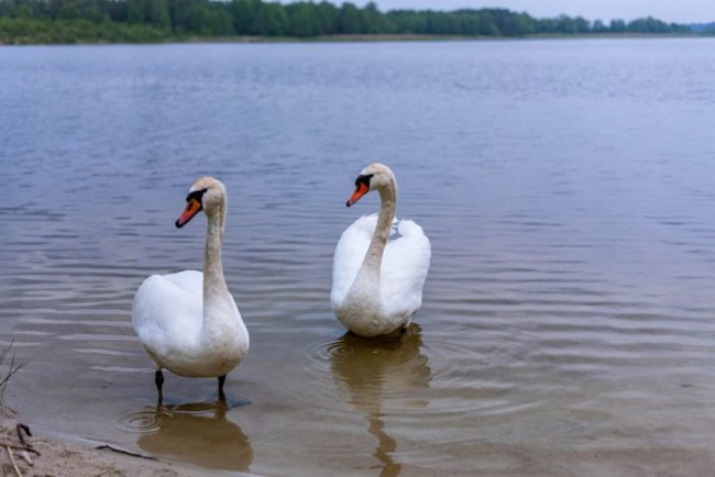 Таємничий Світязь через об'єктив волинського фотографа