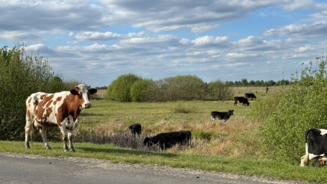 У селі на Волині живе 190 жінок, які народили більше 5 дітей. ВІДЕО