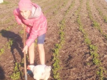 Скоро буде урожай, – господиня, яка відкрила сезон посадки картоплі на Волині