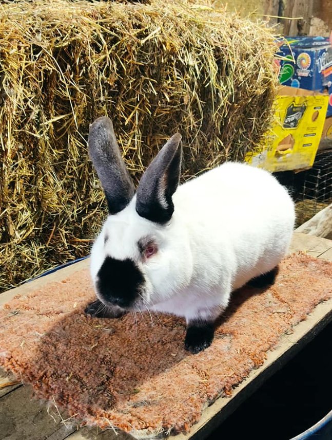 Від англійських строкачів до французьких баранчиків: волинянин розводить 12 порід кролів. ФОТО