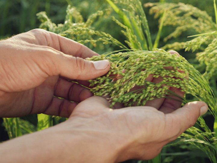 Як фермеру отримати найкращу ціну на просо