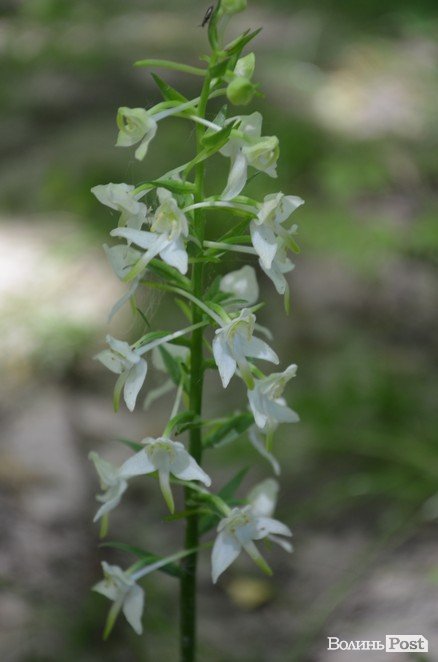 Еко-туризм «за крок» від Луцька: всі стежки ведуть до Воротнева