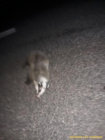 Під колесами авто у Луцьку загинув рідкісний борсук. ФОТО 18+