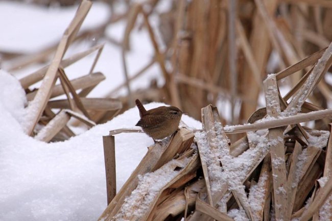 На околицях волинського міста побачили одну з найменших пташок Європи. ФОТО