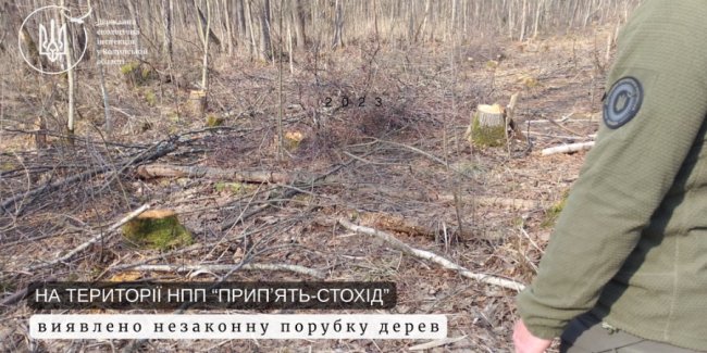 У нацпарку на Волині незаконно «нарубали» дерев майже на 8 мільйонів гривень