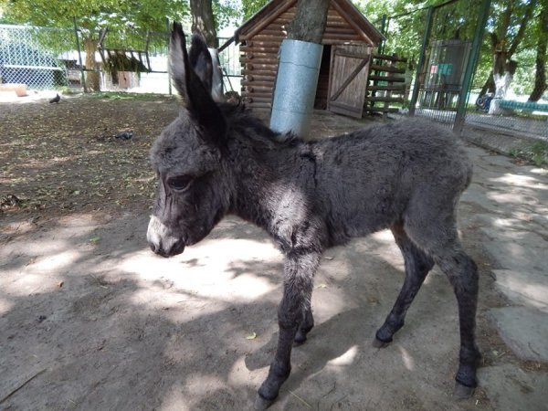 У луцькому зоопарку народився віслючок. ФОТО