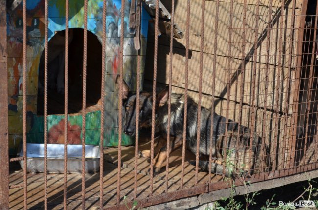Показали умови, у яких живуть тварини в луцькій «Ласці». ФОТО