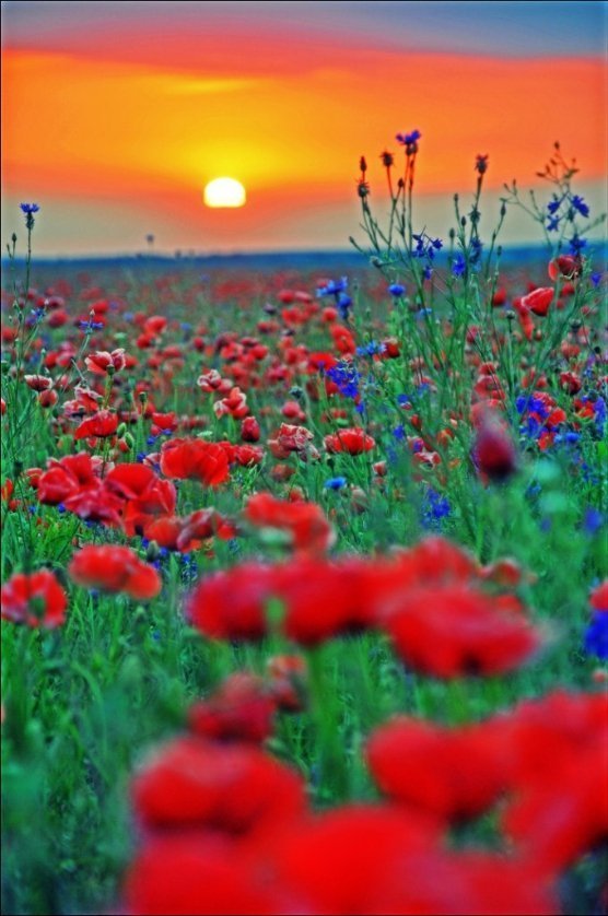 Автор - Тарас Федчишин