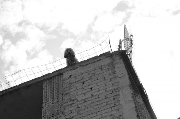 Фотовиставка Анни Лучії Лобос