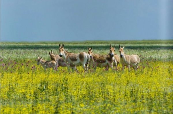 Несподівані фото української символіки. ФОТО