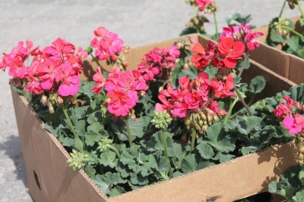 Передвеликодній ярмарок в Луцьку. ФОТО