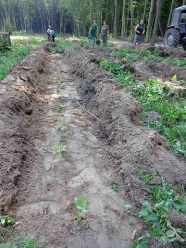 У селі біля Луцька висадили сіянці дуба. ФОТО