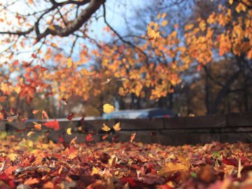 Погода в Луцьку та Волинській області на середу, 11 листопада