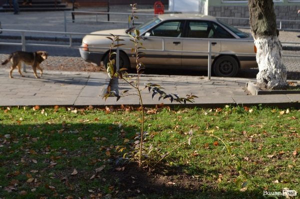 У центрі Луцька озеленили сквер. ФОТО