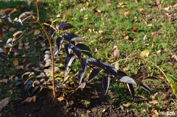 У центрі Луцька озеленили сквер. ФОТО