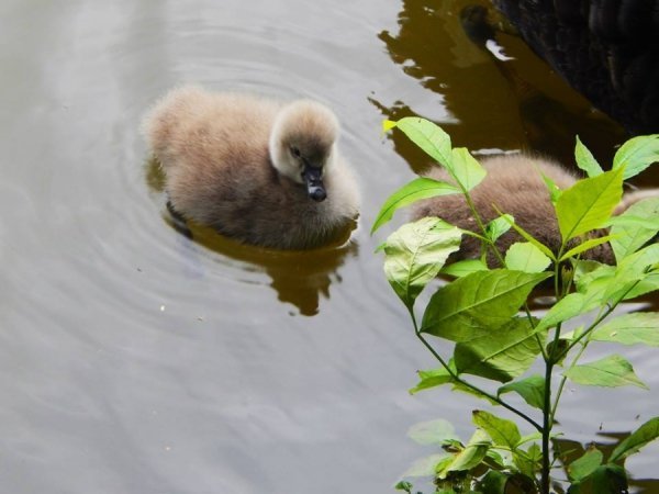 У Луцьку - поповнення в зоопарку. ФОТО