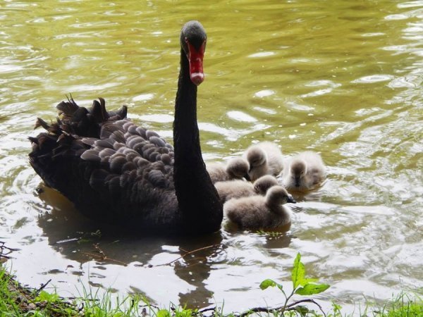 У Луцьку - поповнення в зоопарку. ФОТО
