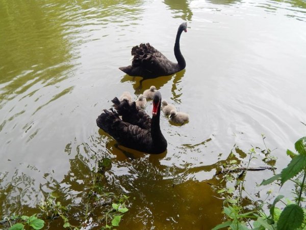 У Луцьку - поповнення в зоопарку. ФОТО