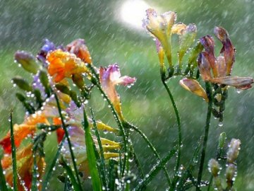 Погода у Луцьку та Волинській області на неділю, 31 травня