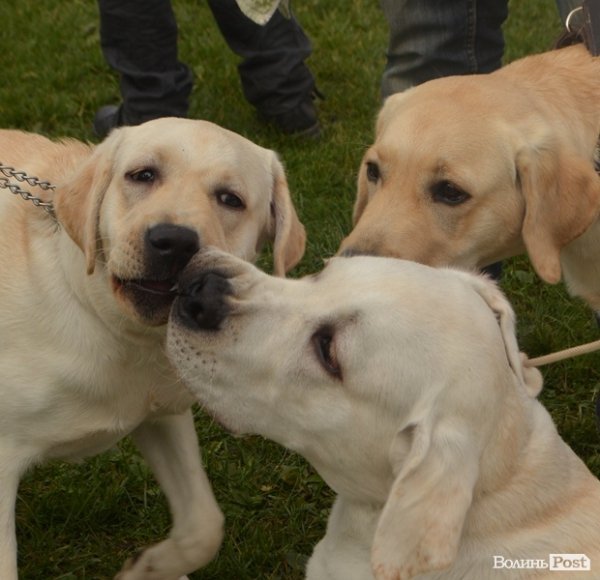 У Луцьку – виставка собак. ФОТО