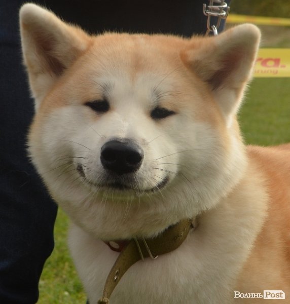 У Луцьку – виставка собак. ФОТО