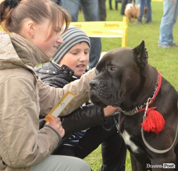 У Луцьку – виставка собак. ФОТО