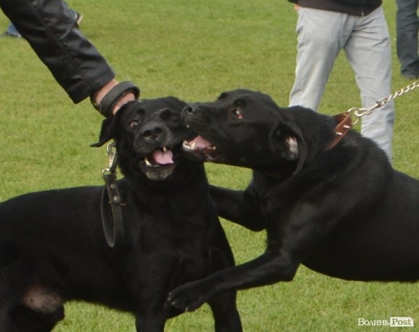 У Луцьку – виставка собак. ФОТО