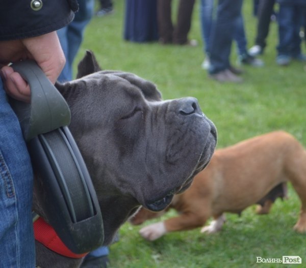 У Луцьку – виставка собак. ФОТО