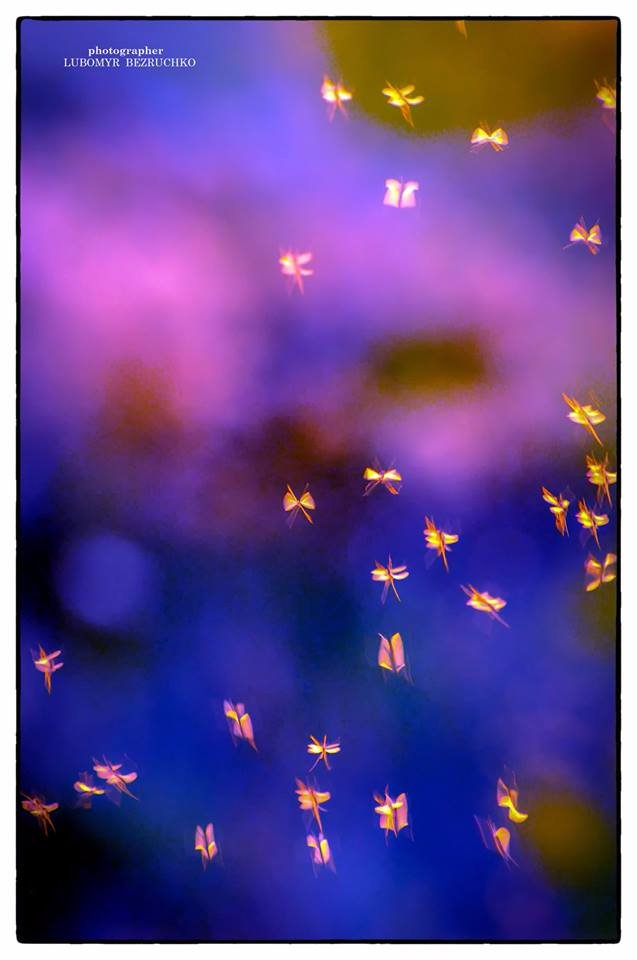 Роса і павутинки: луцький фотограф поділився осінніми світлинами