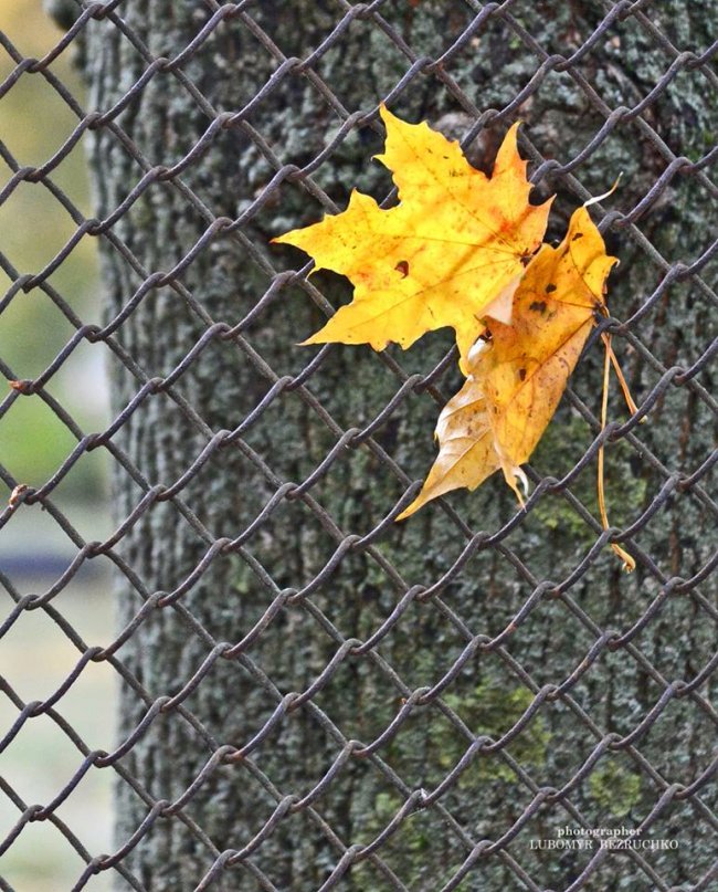 Роса і павутинки: луцький фотограф поділився осінніми світлинами