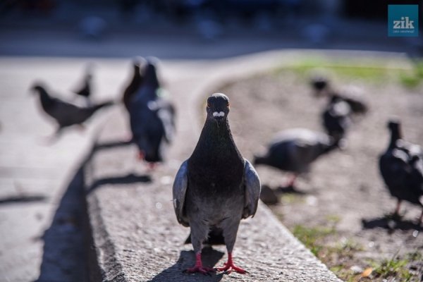 Голуби: птахи миру чи летючі пацюки. ФОТО