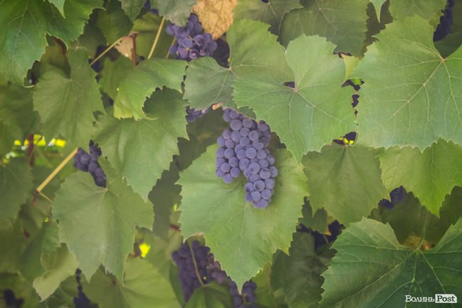 Безіменна вулиця і неназваний ставок: чим особливий неквапливий Вишків. ФОТО