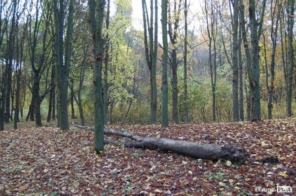 Парк у Луцьку: осіння краса і людська байдужість. ФОТО