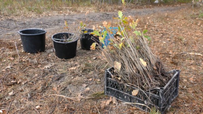 На Волині висадили ще близько 8 тисяч молодих дерев. ФОТО
