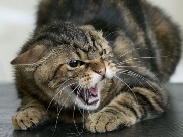 На Рівненщині скажений кіт покусав двох людей