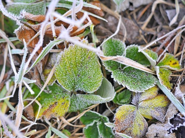 Волинь в льодяному тумані. ФОТО