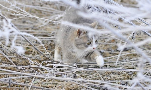 Волинь в льодяному тумані. ФОТО