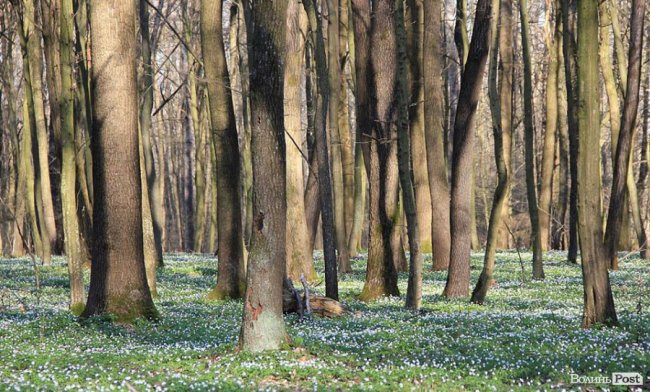 Мальовничі села в об'єктиві волинського фотографа. ФОТО