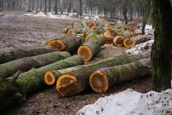 Мер Луцька і працівники «ПриватБанку» насадили дерев в парку. ФОТО