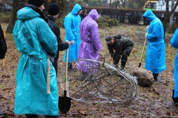 Мер Луцька і працівники «ПриватБанку» насадили дерев в парку. ФОТО