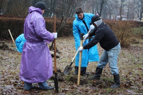Мер Луцька і працівники «ПриватБанку» насадили дерев в парку. ФОТО