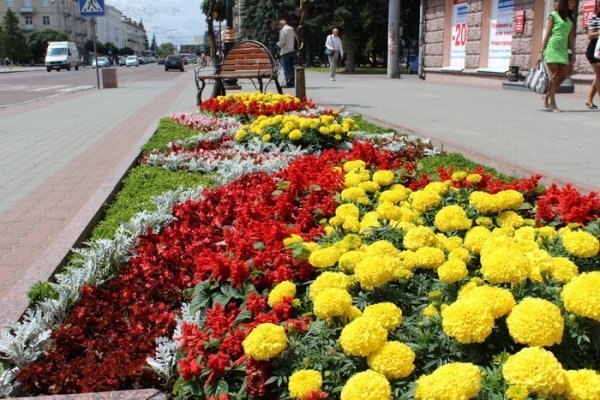 Як прикрасили луцькі клумби. ФОТО