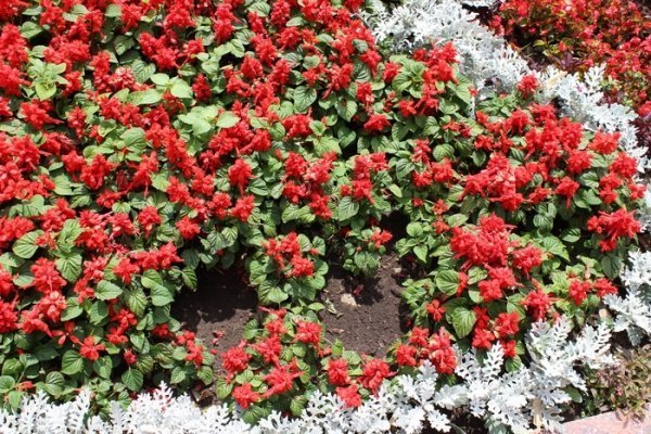 Як прикрасили луцькі клумби. ФОТО