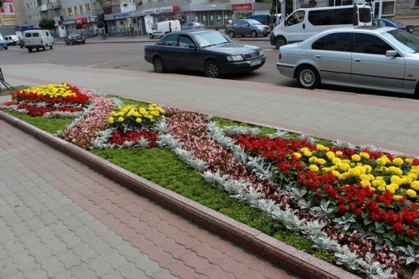 Як прикрасили луцькі клумби. ФОТО
