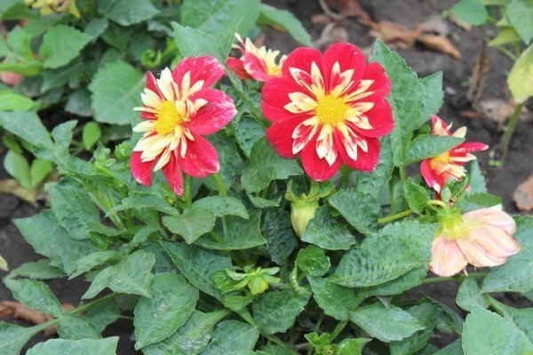 Як прикрасили луцькі клумби. ФОТО