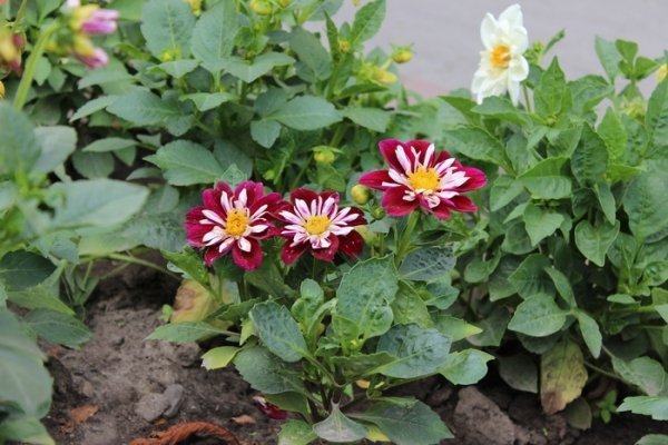 Як прикрасили луцькі клумби. ФОТО