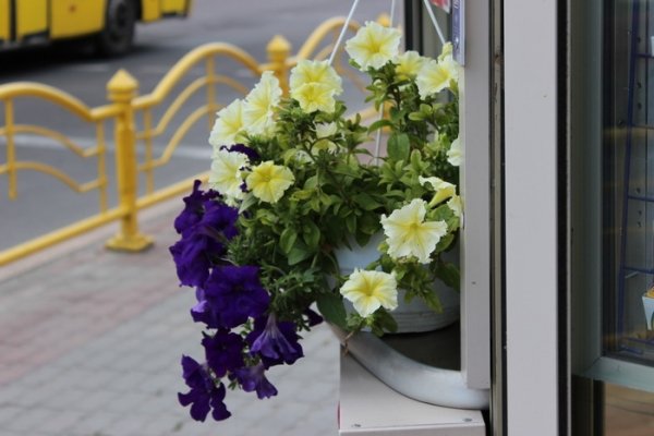 Як прикрасили луцькі клумби. ФОТО