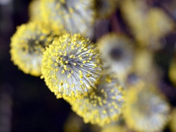 Чим симптоми сезонної алергії відрізняються від COVID-19